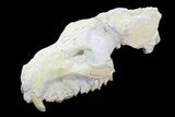 Oreodont (Merycoidodon) Partial Skull - Wyoming #93753-3